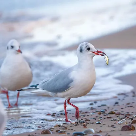 Nadmorski Klif Mechelinki
