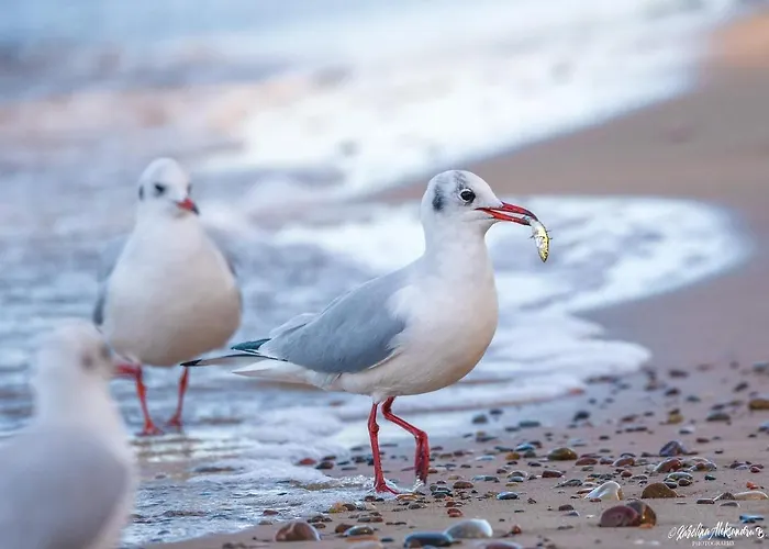 Nadmorski Klif Mechelinki
